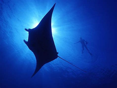 10 Amazing Facts About Manta Rays Queensland