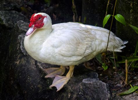 White Muscovy Duck Photograph By Venetia Featherstone Witty Fine Art