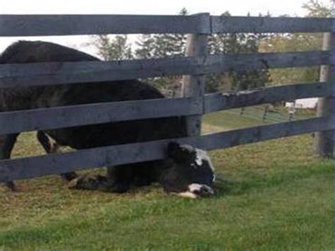 Fence Anc Cow Photos
