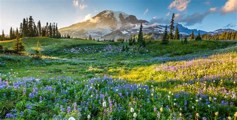 10 Best Places To See Mountain Wildflowers In The West Via