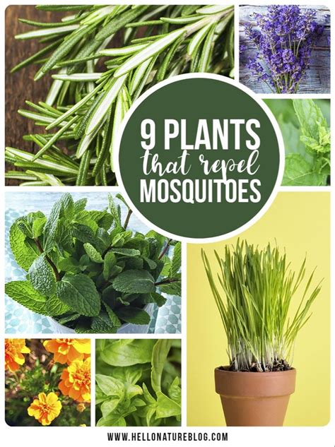 9 Easy To Care For Plants That Repel Mosquitoes Mosquito Repelling