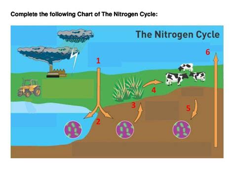 Carbon cycle nitrogen cycle phosphorus cycle. The Nitrogen Cycle - Worksheet | Nitrogen cycle, Nitrogen ...