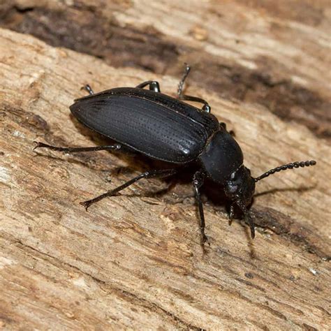 Black Beetles - Pest Identifier - U.S. Pest Protection