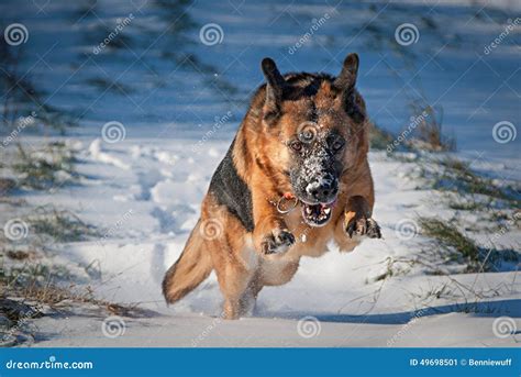 German Shepherd Dog In Snow Stock Image Image Of Tooth White 49698501