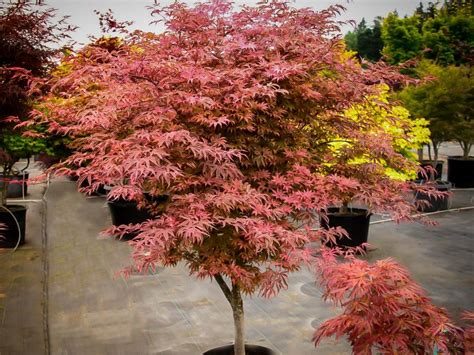 Geisha Gone Wild Japanese Maple Trees For Sale Online The Tree Center
