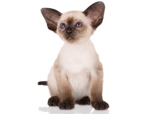 The siamese cat is one of the first distinctly recognized breeds of asian cat. Photo Gallery Of Cute Siamese Kitten | WeNeedFun