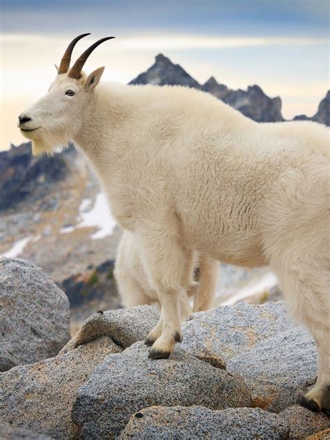 Mountain Billy Goat Vlrengbr