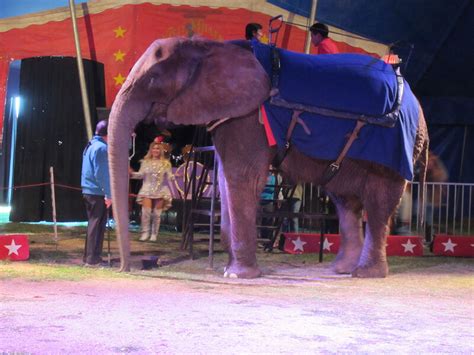Update Kelly Miller Circus Goes Completely Animal Free With Great