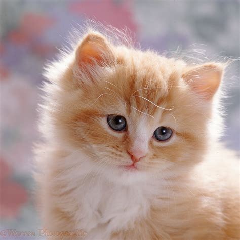 Cute Ginger Male Kitten 7 Weeks Old Photo Wp37689