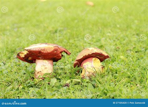 Mushroom Boletus Erythropus Stock Photo Image Of Green Erythropus
