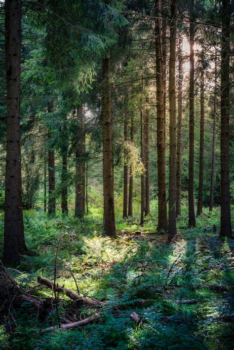 Forest Clearing Pictures Download Free Images On Unsplash