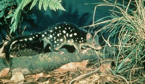 Spot Tailed Quoll Biodiversity Of The Western Volcanic Plains