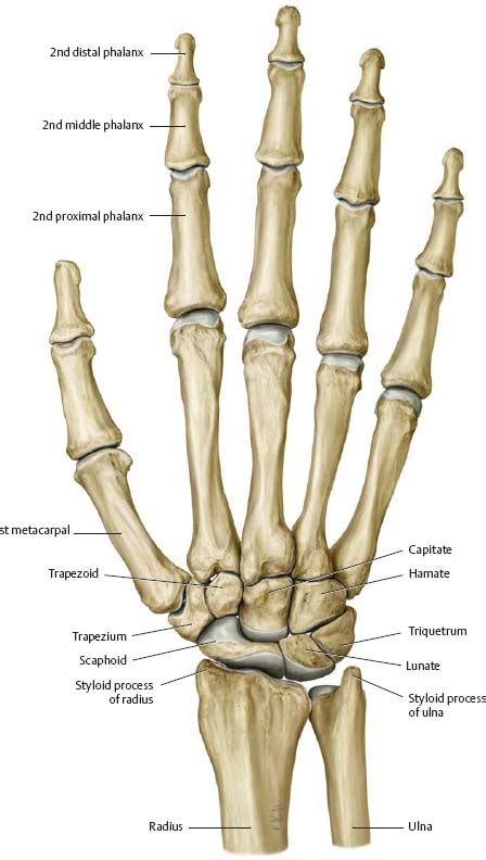 Hand Anatomy Bone