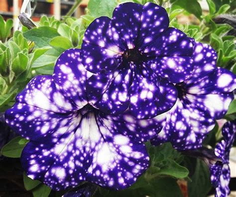 Night Sky Petunia Cultivars Galaxy Flowers 5 Le Savoir Perdu Des Anciens