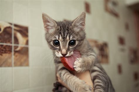 Die Katze Hat Ständig Hunger Was Du Darüber Wissen Musst Haustierratgeberde