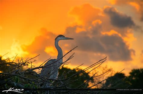 Blue Heron Sunrise Delray Beach Florida