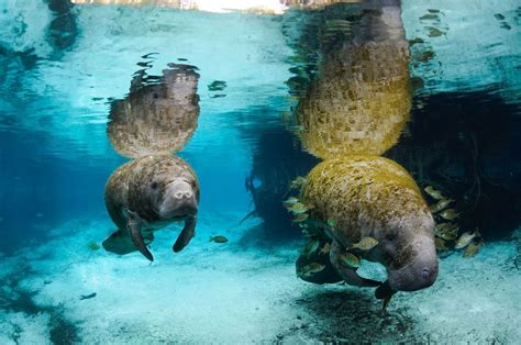 Swim With Manatees Swimming With Manatees National Wildlife Refuge
