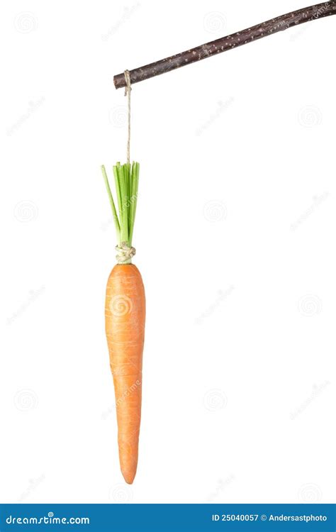 Carrot On A Stick Royalty Free Stock Photography Image 25040057