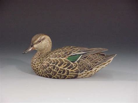 Hen Greenwing Teal Out Of Africa In Montana