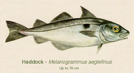 The haddock (melanogrammus aeglefinus) could be a seafood, found within the atlantic ocean and associated seas. Ogunquit Beach Inn, & other adventures....: Traditional ...