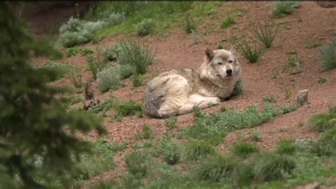 Colorado Wolf Reintroduction Plan Nearing Completion