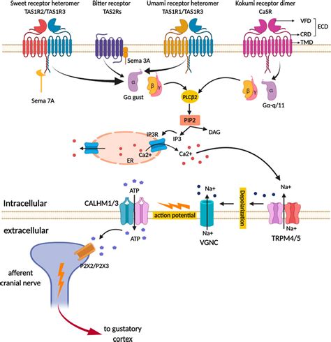 Frontiers G Protein Coupled Receptors In Taste Physiology And