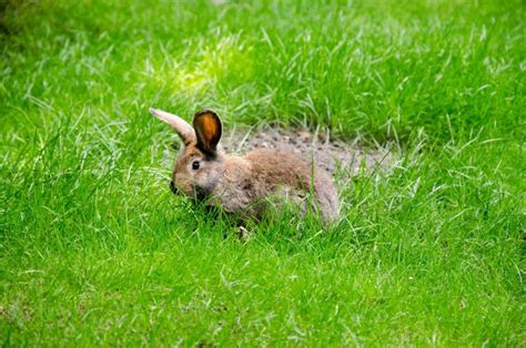 Do Male Rabbits Spray After Neutering And Why Born For Pets