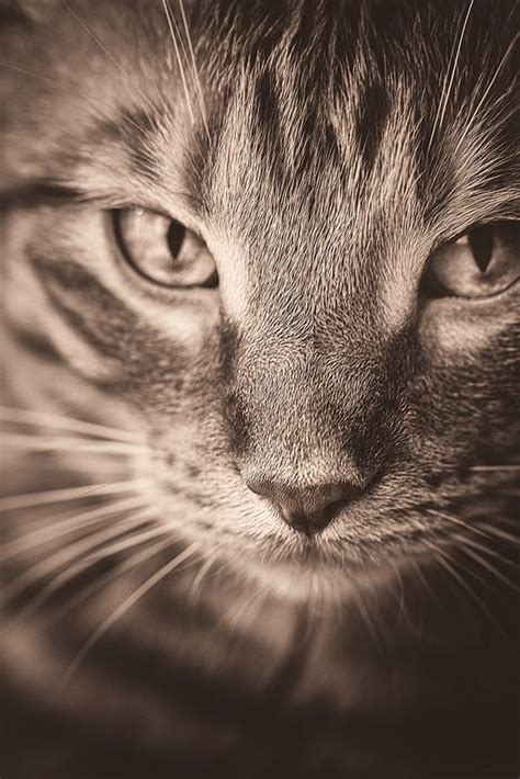 Seien sie der erste, der dieses produkt bewertet. Me-frickin-ow | Katzen
