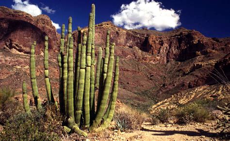 Arizona In Brief Us Interior Secretary To Tour Organ Pipe Cactus