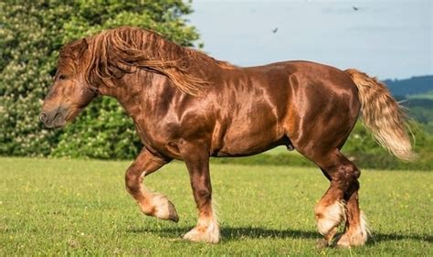 native english british horse breeds facts history pictures