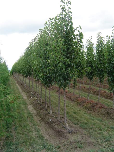 It is for ornamental purposes. Cleveland Select Pear | A row of Cleveland Select ...