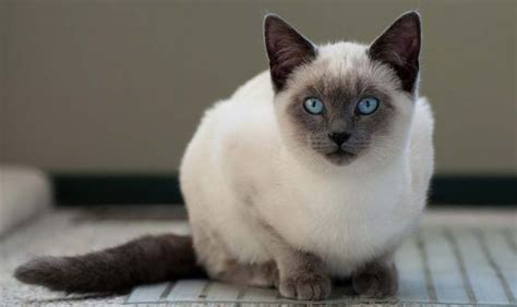 Pin By Valeri Lera On Cats Domestic And Wild Cats Balinese Cat