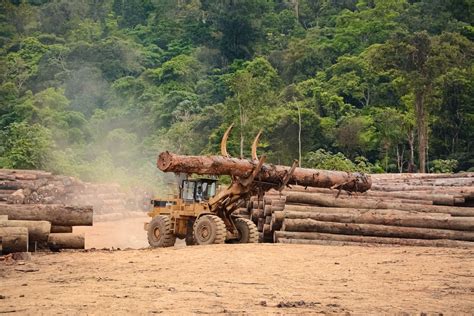 10 Things You Can Do To Save Forests Tree Foundation