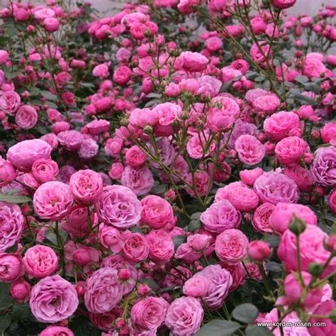 Kordes Rosen Pomponella ® Die Schönsten Rosen Der Welt Kordes Rosen