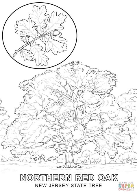 Click the picture below to download full sized coloring page. New Jersey State Tree coloring page | Free Printable ...