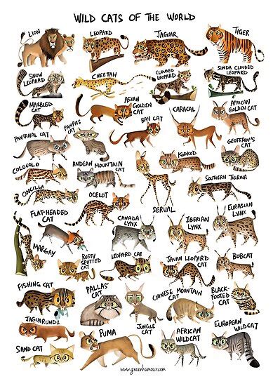Wild Cats Of The World Poster By Rohanchak Redbubble