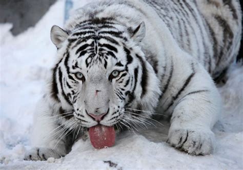Siberian Snow Tiger