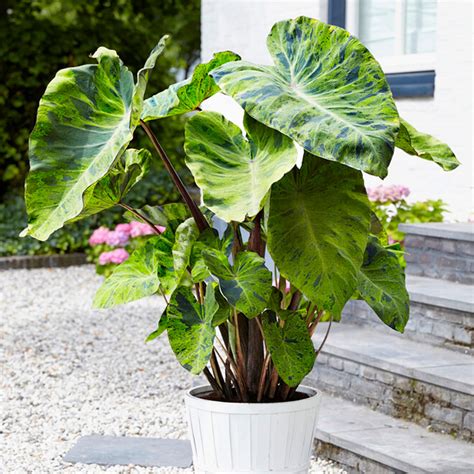 Mojito Elephant Ears Plants Bulbs Seeds At Lowes Com