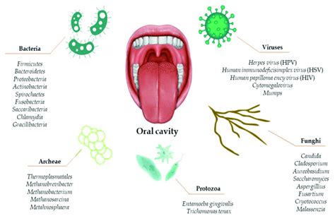 Composition Of The Human Oral Microbiota Download Scientific Diagram