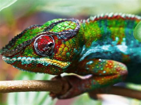 colorful chameleon ability  change  color desktop wallpaper hd  wallpaperscom