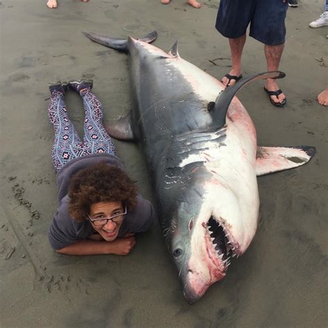 Marine Biologist Defends Friend For Posing With Dead Shark We Had Her