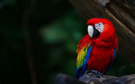 10 Exotic And Unique Birds Around The World Facts Verse