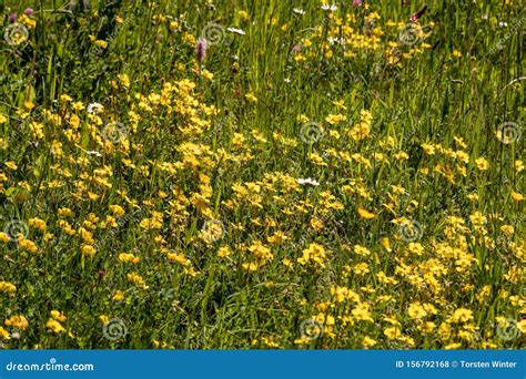 View Of Wild Yellow Flowers In A Meadow Stock Photo Image Of