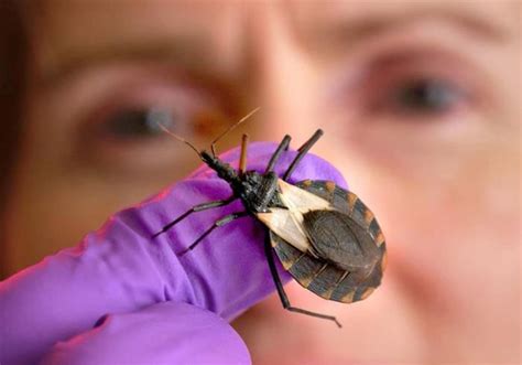 Cdc Warns Deadly Kissing Bug Found In Georgia Gafollowers
