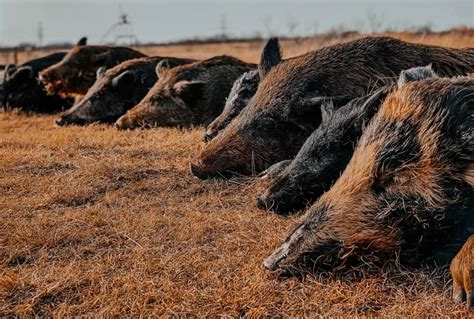 Wild Hog Hunts North Texas Guided Hog Hunting Trips Lone Star Hunts