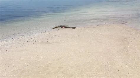 Strange Sea Creature Washes Ashore On Georgia Beach Wjax Tv