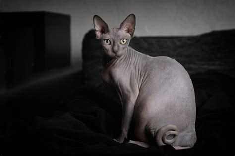 How Long Do Sphynx Cats Live Average And Max Lifespan Hepper