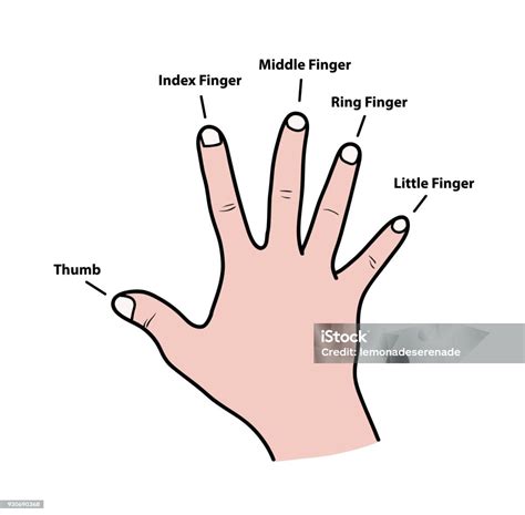Fingers Names Of Human Body Parts Arte Vetorial De Stock E Mais