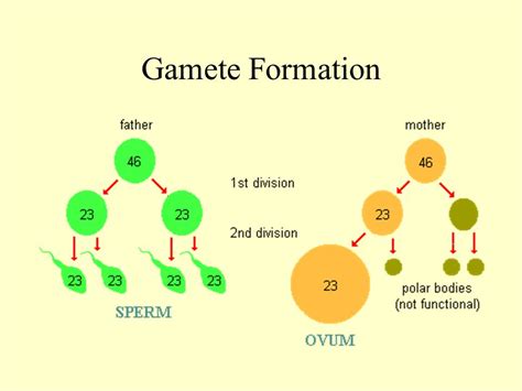 Gamete Definition Formation And Structure
