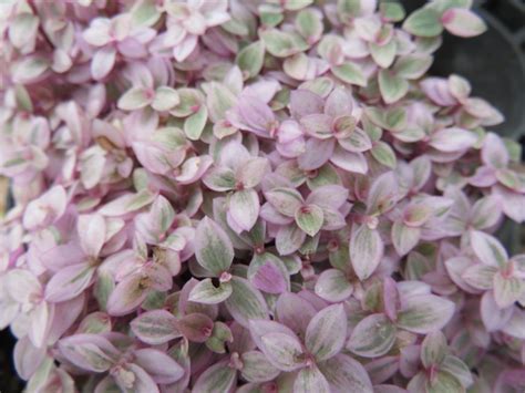 Callisia repens bianca vs pink panther. Callisia repens 'Pink Panther' — Ortofiorito
